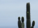 310-cactus_view_watermark